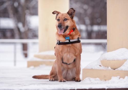 Заждалась на передержке! Кому рыжий фонтан позитива! 01 Заждалась на передержке! Кому рыжий фонтан позитива! 01