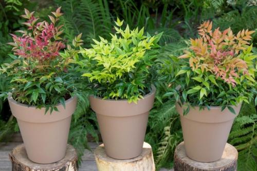 Нандина - комнатный кустарник с характером. 04