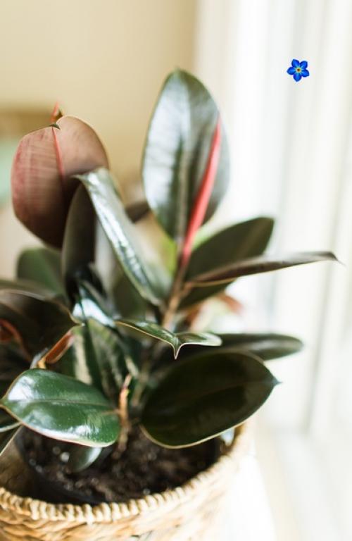 Магия растений.  Фикус для семейного счастья. 01