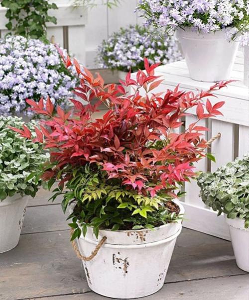 Нандина - комнатный кустарник с характером. 01