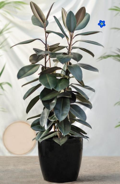 Магия растений.  Фикус для семейного счастья. 02