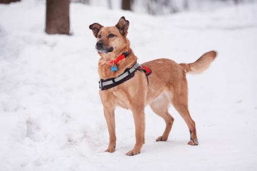 Заждалась на передержке! Кому рыжий фонтан позитива! 03 Заждалась на передержке! Кому рыжий фонтан позитива! 03