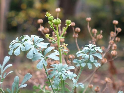 Ткачество из целебных трав.