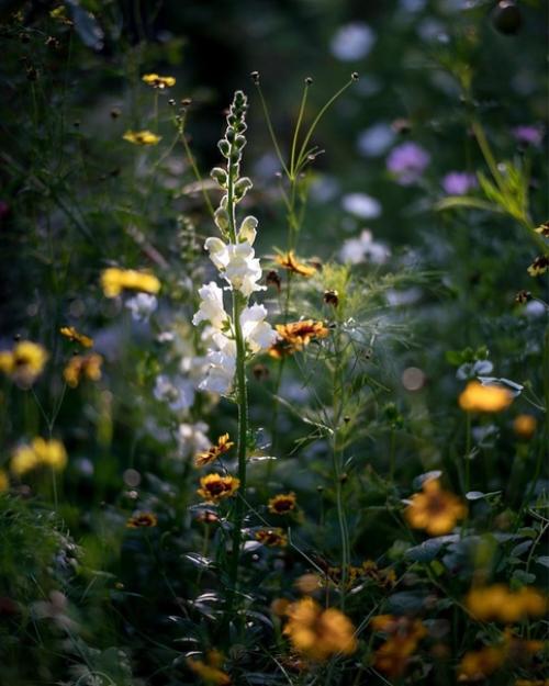 Мы планируем сад: для кинестетиков, аудиалов, визуалов. 04