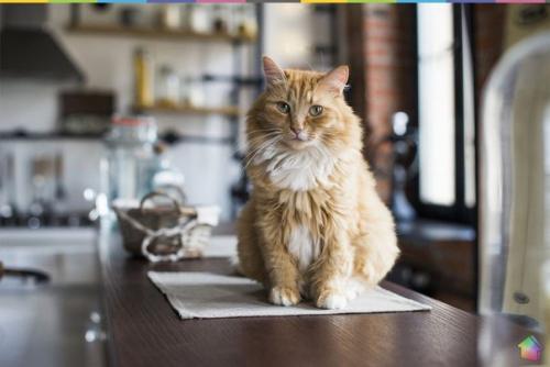 В гостях у двух кошек и собаки ч. 1. 01