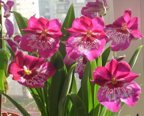 Мильтония - латиноамериканский карнавал у вас дома? 03