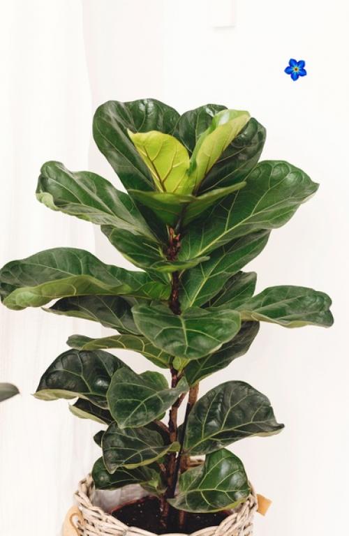 Магия растений.  Фикус для семейного счастья. 03