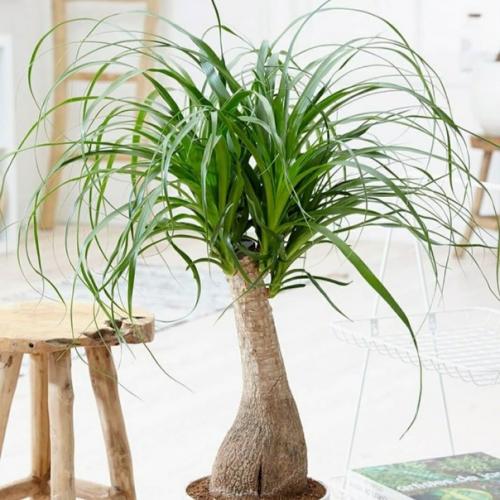 Не получается вырастить комнатные растения? 01