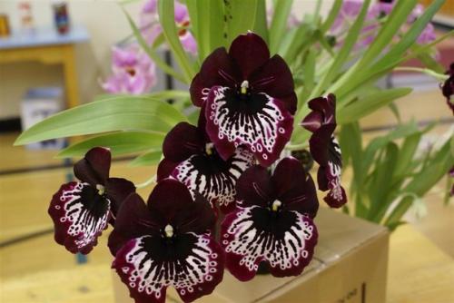 Мильтония - латиноамериканский карнавал у вас дома? 01