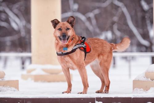 Заждалась на передержке! Кому рыжий фонтан позитива! 02 Заждалась на передержке! Кому рыжий фонтан позитива! 02