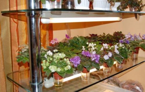 Зачем фиалкам стеллаж. 02