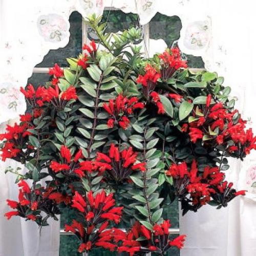 Эсхинантус?   Эсхинантус (Aeschinanthus) - растение, которое довольно редко можно встретить в наших домах. 05