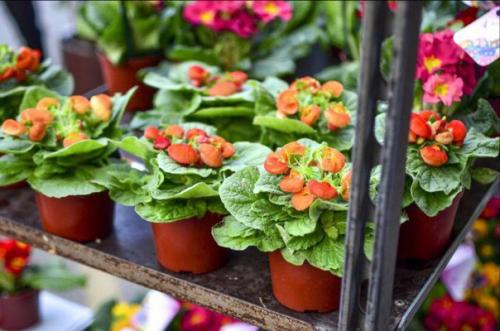 Покупка комнатного растения чаще всего определяется желанием и озарением, спонтанными решениями. 01