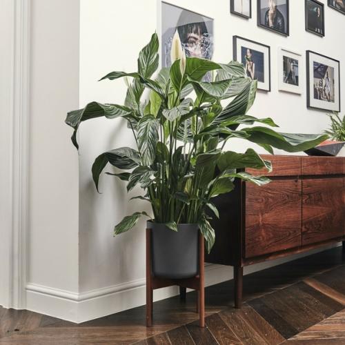 Комнатные растения в прихожей: 03