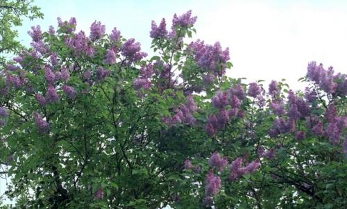 Весенняя Сказка (1990) - кино для теплых дней. 03