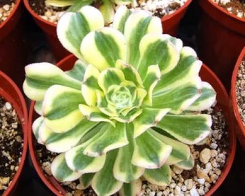 Эониум?   Эониум незаслуженно редко в наших городских квартирах встречается. 09