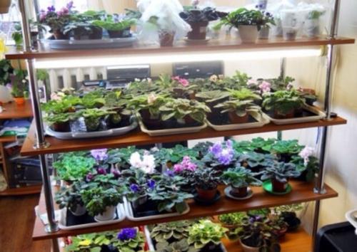 Зачем фиалкам стеллаж. 04