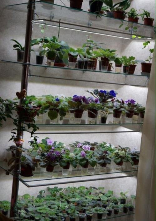 Зачем фиалкам стеллаж. 03