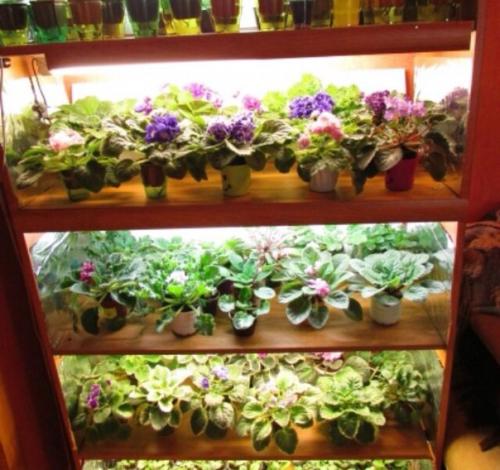 Зачем фиалкам стеллаж. 01