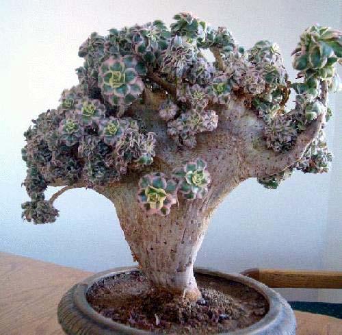 Эониум?   Эониум незаслуженно редко в наших городских квартирах встречается. 08