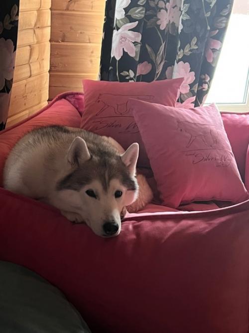 Зачем же собаке лежанка? 01