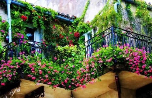 Мы выбираем цветы для декорирования балкона. 03