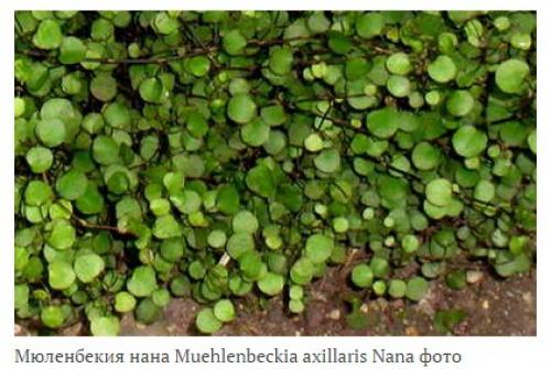 Мюленбекия?  Мюленбекия - изящная, лианоподобная представительница семейства гречишные. 01