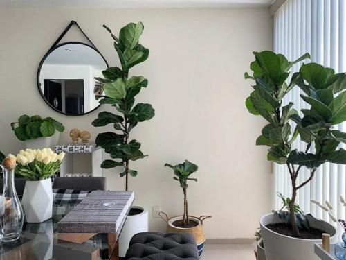 5 привычных комнатных растений, за которыми очень сложно ухаживать. 01