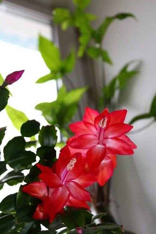 6 домашних растений, которые не нужно часто переставлять (рискуете убить цветы).