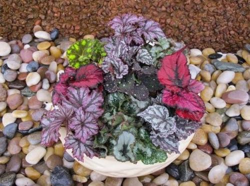 Бегония королевская.  Бегония Рекс считается одной из самых любимых и красивых цветов, которая так же называется бегонией королевской. 07