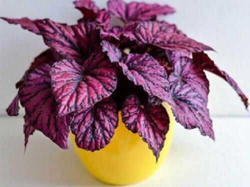 Бегония королевская.  Бегония Рекс считается одной из самых любимых и красивых цветов, которая так же называется бегонией королевской. 03