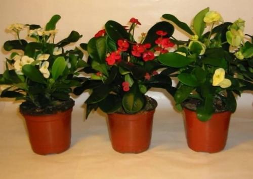 С о с Ь РИ о, чтобы о ат ы Ц ты росли а а дрожжах. 03