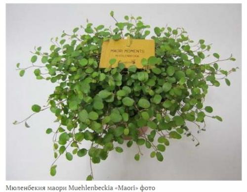Мюленбекия?  Мюленбекия - изящная, лианоподобная представительница семейства гречишные. 02