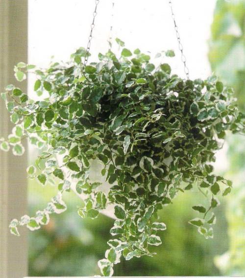 Ампельные комнатные растения или ампели - это декоративные растения с длинными гибкими побегами, которые въются вверх или стелются по земле. 02