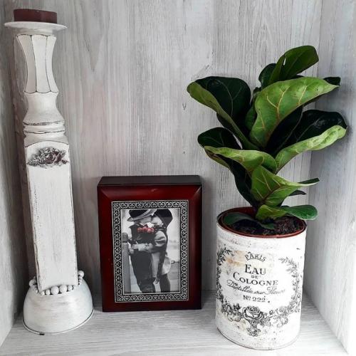 5 привычных комнатных растений, за которыми очень сложно ухаживать. 02