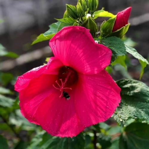 6 домашних растений, которые не нужно часто переставлять (рискуете убить цветы). 01