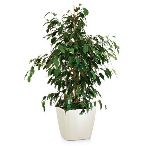 Фикус бенджамина?   В офисе, в квартире, в торговых центрах или других помещениях - где только не стоят вазоны с фикусами. 02