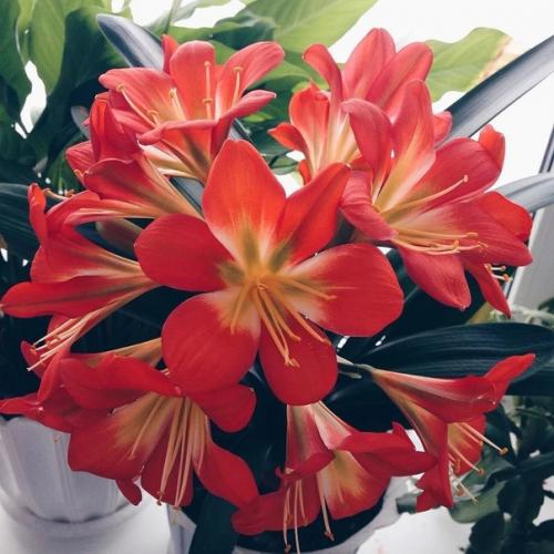 6 домашних растений, которые не нужно часто переставлять (рискуете убить цветы). 05