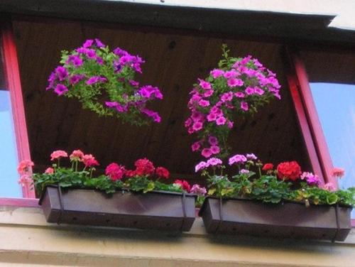 Мы выбираем цветы для декорирования балкона. 01