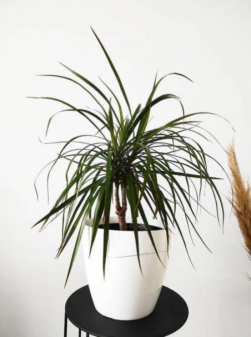 5 привычных комнатных растений, за которыми очень сложно ухаживать. 07