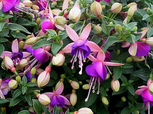 Фуксия: особенности ухода за растением. 04