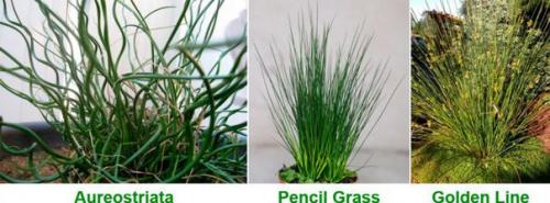 Джункус (ситник.   Такое растение, как джункус или ситник является чем-то новым и не совсем обычным для дизайна интерьеров. 03