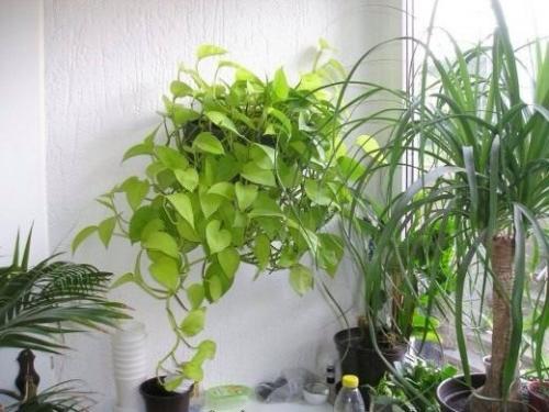 Ампельные комнатные растения или ампели - это декоративные растения с длинными гибкими побегами, которые въются вверх или стелются по земле. 05