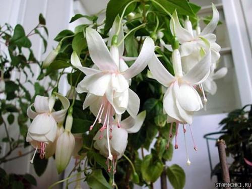 Фуксия: особенности ухода за растением. 09