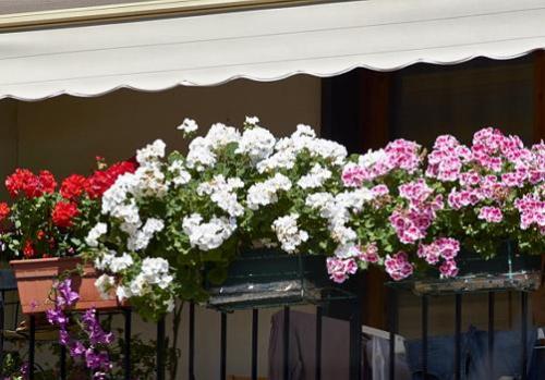 Мы выбираем цветы для декорирования балкона. 02