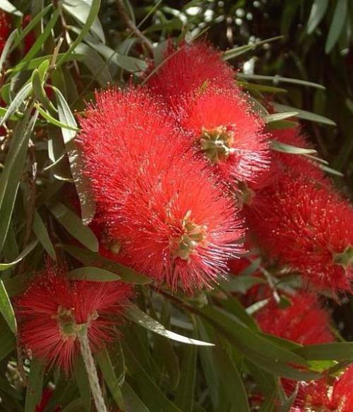Каллистемон относится к семейству миртовых и представляет собой вечнозеленые деревья, а также кустарники. 02