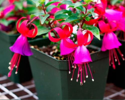 Фуксия: особенности ухода за растением. 07
