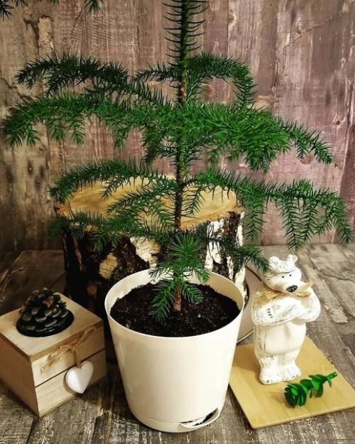 5 привычных комнатных растений, за которыми очень сложно ухаживать. 04