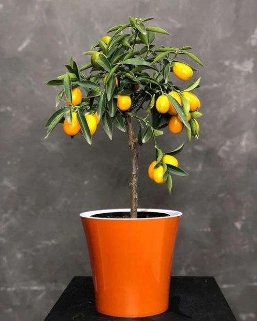 6 домашних растений, которые не нужно часто переставлять (рискуете убить цветы). 03