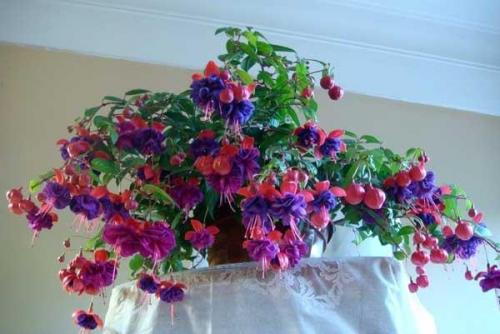 Фуксия: особенности ухода за растением. 01